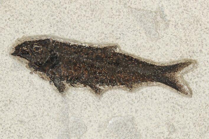 Eocene Fossil Fish (Knightia) - Wyoming #222863